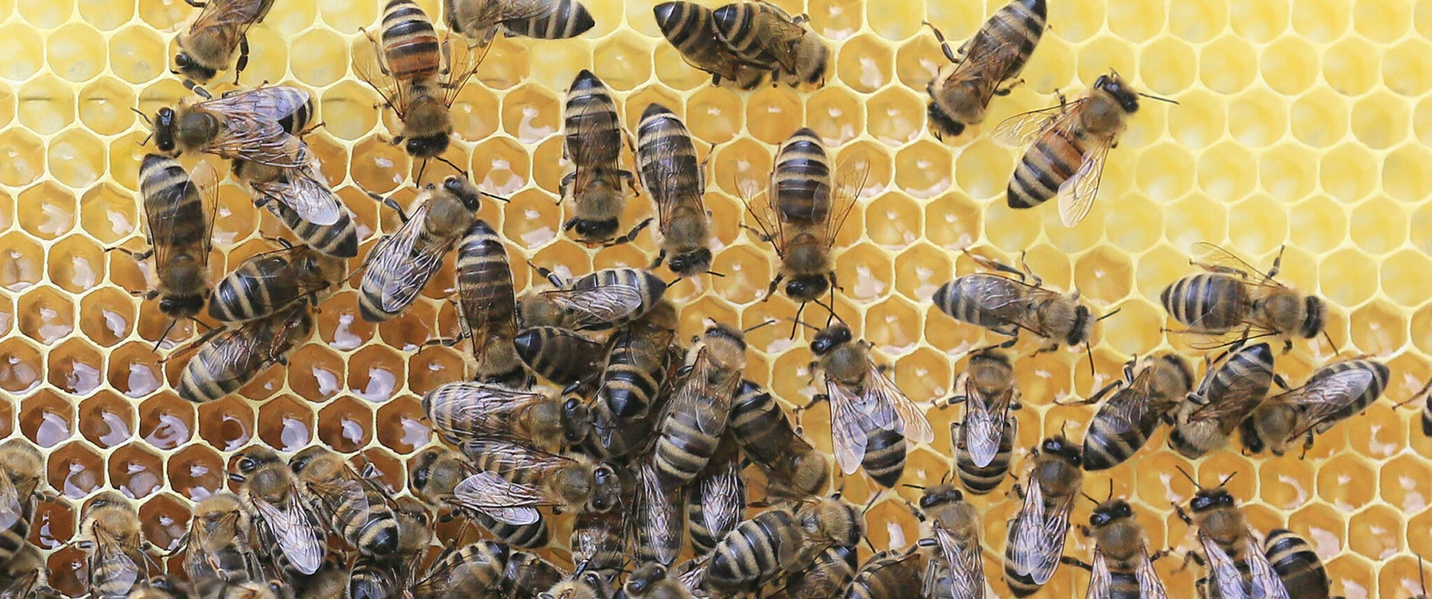 Benefits and Properties of Beeswax Spiral Melt